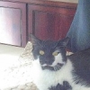 Dallas Available for Adoption! – ADOPTED!