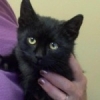 Onyx Available for Adoption! – ADOPTED!
