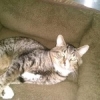 Bentley Available for Adoption! – ADOPTED!